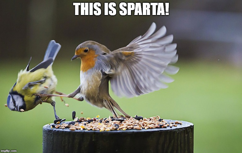 this is sparta | THIS IS SPARTA! | image tagged in memes,this is sparta,birds | made w/ Imgflip meme maker