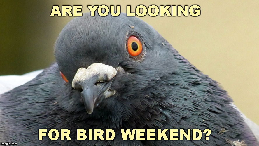 ARE YOU LOOKING FOR BIRD WEEKEND? | image tagged in don't you say pigeon | made w/ Imgflip meme maker
