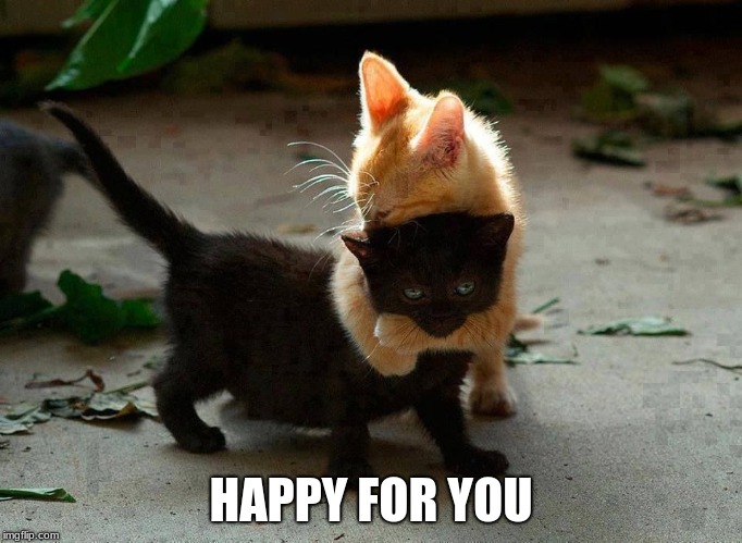 kitten hug | HAPPY FOR YOU | image tagged in kitten hug | made w/ Imgflip meme maker