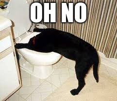 Dog toilet  | OH NO | image tagged in dog toilet | made w/ Imgflip meme maker