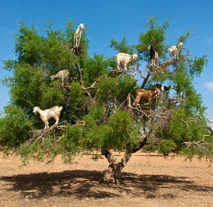 tree goats Blank Meme Template