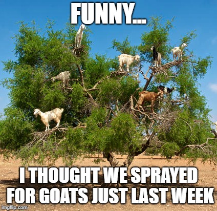 tree goats | FUNNY... I THOUGHT WE SPRAYED FOR GOATS JUST LAST WEEK | image tagged in tree goats | made w/ Imgflip meme maker