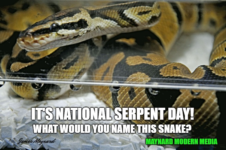 IT'S NATIONAL SERPENT DAY! WHAT WOULD YOU NAME THIS SNAKE? MAYNARD MODERN MEDIA | image tagged in snake | made w/ Imgflip meme maker