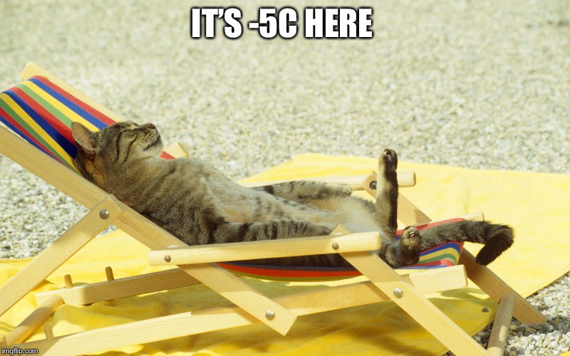 Cat Sunbathing | IT’S -5C HERE | image tagged in cat sunbathing | made w/ Imgflip meme maker
