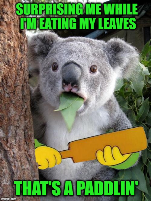 Surprised Koala Repercussion   | SURPRISING ME WHILE I'M EATING MY LEAVES; THAT'S A PADDLIN' | image tagged in funny memes,suprised koala,that's a paddlin',koala,leaves | made w/ Imgflip meme maker