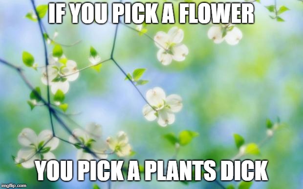 flowers | IF YOU PICK A FLOWER; YOU PICK A PLANTS DICK | image tagged in flowers | made w/ Imgflip meme maker