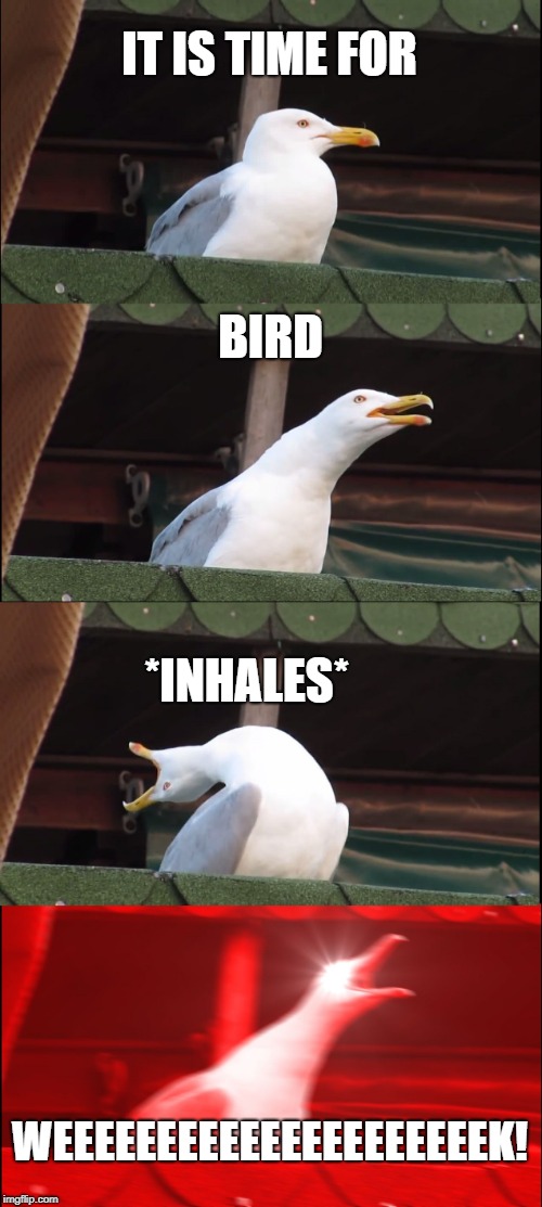 Bird Weekend February 1-3, a moemeobro, Claybourne, and 1for peace Event | IT IS TIME FOR; BIRD; *INHALES*; WEEEEEEEEEEEEEEEEEEEEEK! | image tagged in memes,inhaling seagull | made w/ Imgflip meme maker
