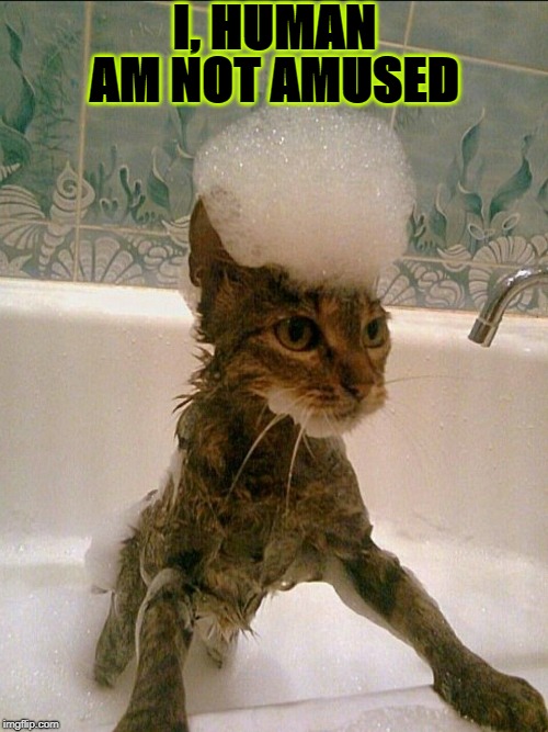 NOT AMUSED | I, HUMAN; AM NOT AMUSED | image tagged in not amused | made w/ Imgflip meme maker