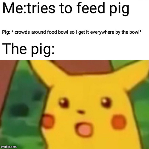 Surprised Pikachu | Me:tries to feed pig; Pig: * crowds around food bowl so I get it everywhere by the bowl*; The pig: | image tagged in memes,surprised pikachu | made w/ Imgflip meme maker