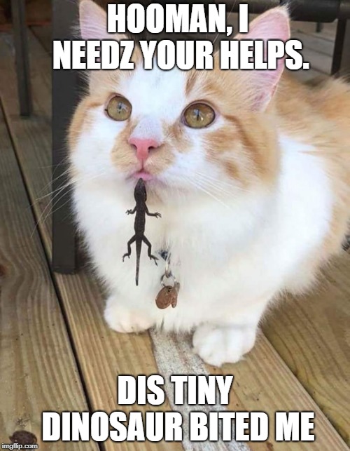 Cats have bad days too | HOOMAN, I NEEDZ YOUR HELPS. DIS TINY DINOSAUR BITED ME | image tagged in lizard,dinosaur,cute cat,cute overdose | made w/ Imgflip meme maker