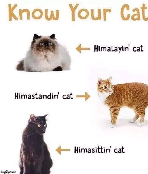 Know Your Cat! | . | image tagged in memes,cats | made w/ Imgflip meme maker