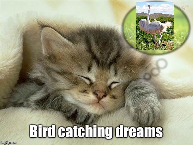 Bird catching dreams | made w/ Imgflip meme maker