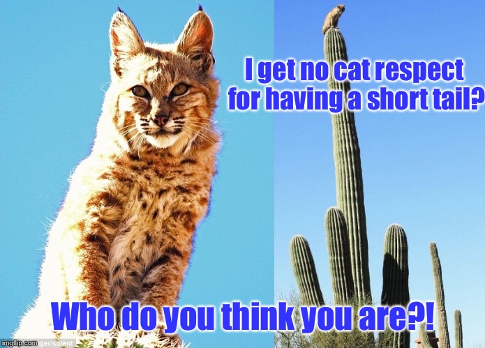 The forgotten Robert Cat | I get no cat respect for having a short tail? Who do you think you are?! | image tagged in bobcat,robert cat,short tail,no respect,funny memes,cat memes | made w/ Imgflip meme maker