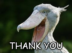 Shoebill Stork | THANK YOU | image tagged in shoebill stork | made w/ Imgflip meme maker