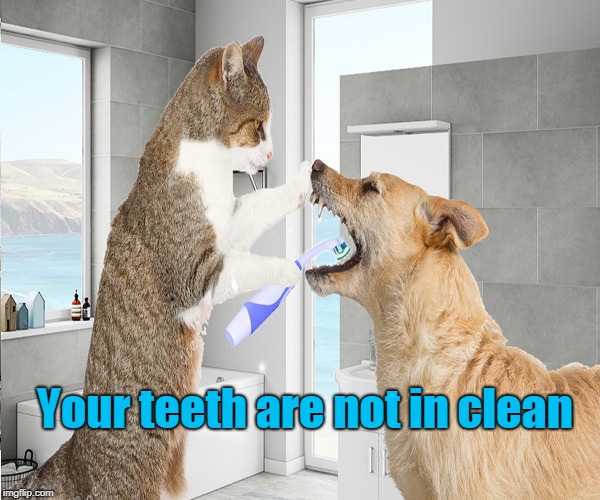 Cat brushing dog's teeth  | Your teeth are not in clean | image tagged in cat | made w/ Imgflip meme maker
