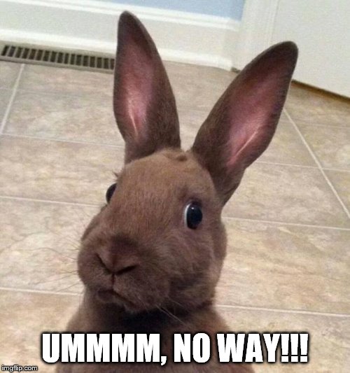 Really? Rabbit | UMMMM, NO WAY!!! | image tagged in really rabbit | made w/ Imgflip meme maker