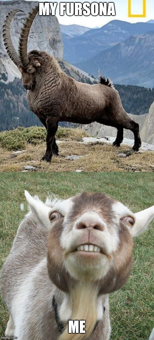 Fursona goat | MY FURSONA; ME | image tagged in furry,goat | made w/ Imgflip meme maker