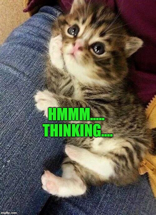 Thinking cat | HMMM..... THINKING.... | image tagged in thinking cat | made w/ Imgflip meme maker
