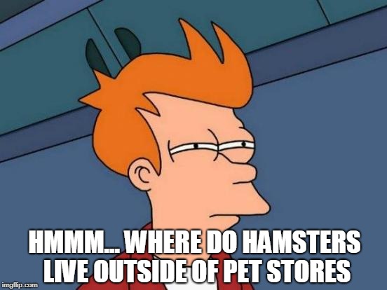 Hamster Mystery | HMMM... WHERE DO HAMSTERS LIVE OUTSIDE OF PET STORES | image tagged in memes,futurama fry,hamster | made w/ Imgflip meme maker