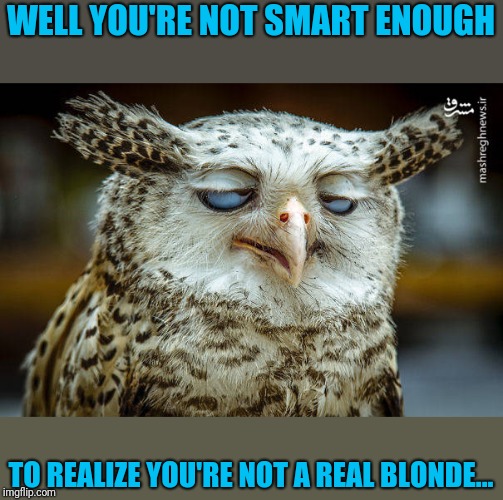 Unwise Owl | WELL YOU'RE NOT SMART ENOUGH TO REALIZE YOU'RE NOT A REAL BLONDE... | image tagged in unwise owl | made w/ Imgflip meme maker