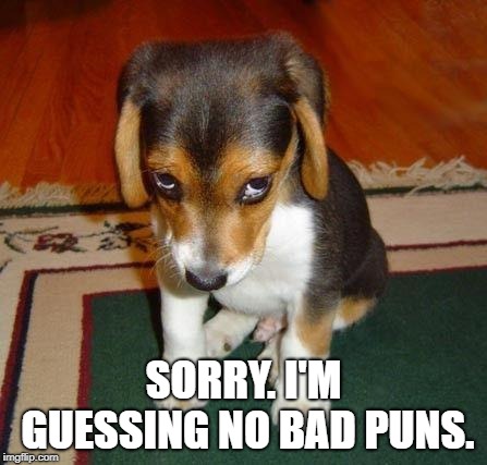 sorry | SORRY. I'M GUESSING NO BAD PUNS. | image tagged in sorry | made w/ Imgflip meme maker