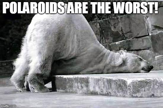 tired polar bear | POLAROIDS ARE THE WORST! | image tagged in tired polar bear | made w/ Imgflip meme maker