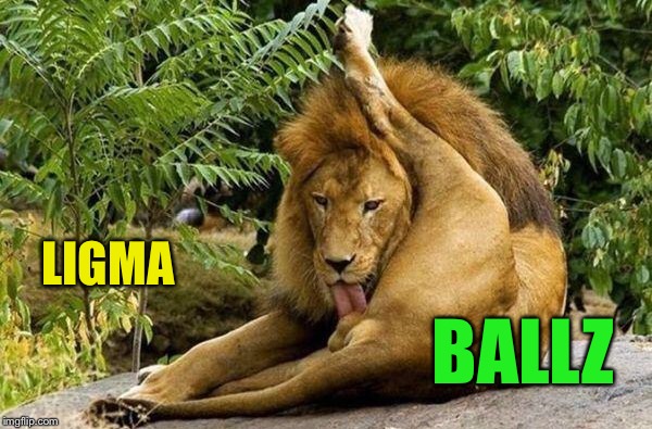 lion licking balls | LIGMA BALLZ | image tagged in lion licking balls | made w/ Imgflip meme maker