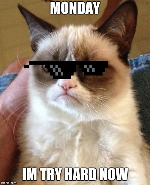 Grumpy Cat | MONDAY; IM TRY HARD NOW | image tagged in memes,grumpy cat | made w/ Imgflip meme maker