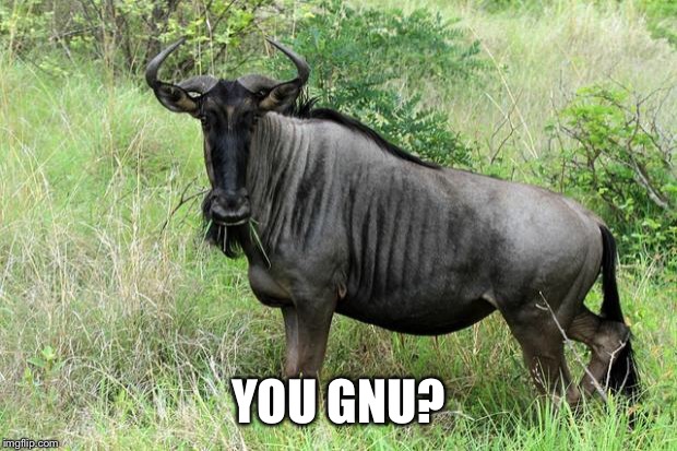 gnu | YOU GNU? | image tagged in gnu | made w/ Imgflip meme maker