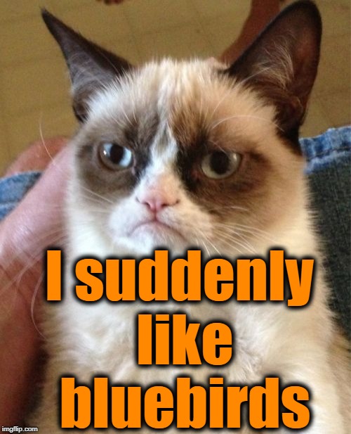 Grumpy Cat Meme | I suddenly like bluebirds | image tagged in memes,grumpy cat | made w/ Imgflip meme maker