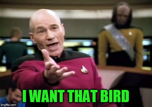 Picard Wtf Meme | I WANT THAT BIRD | image tagged in memes,picard wtf | made w/ Imgflip meme maker