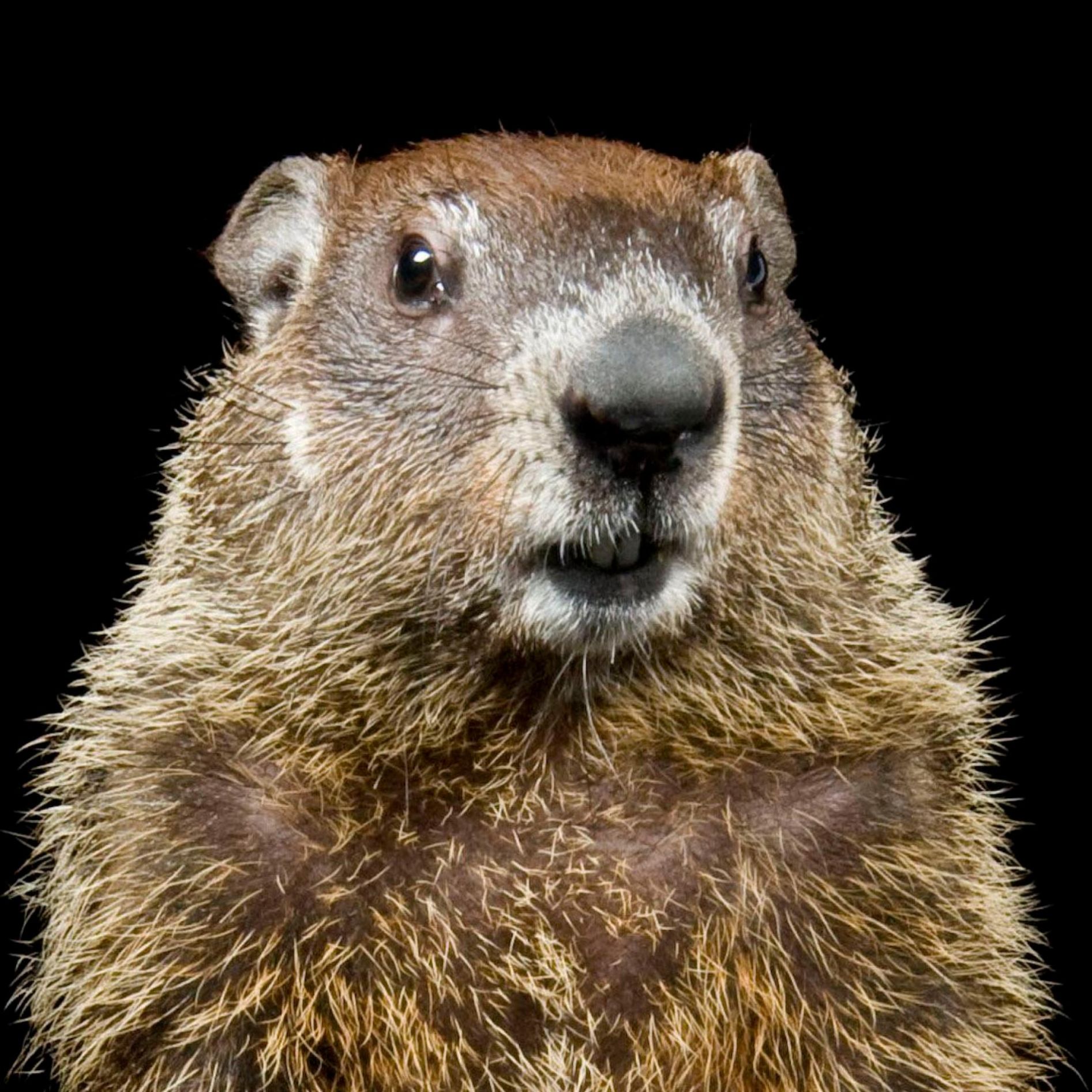 Groundhog Blank Meme Template