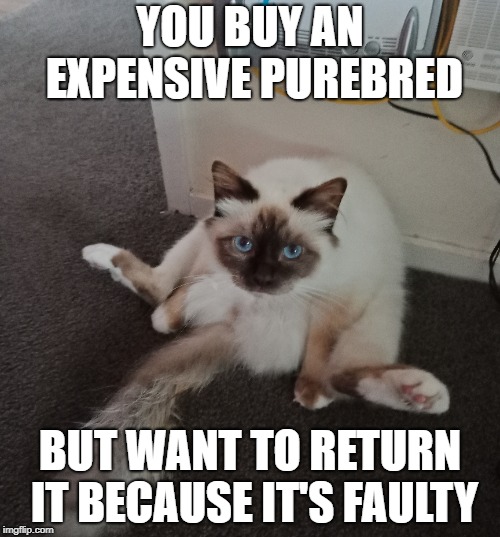 Return my cat | YOU BUY AN EXPENSIVE PUREBRED; BUT WANT TO RETURN IT BECAUSE IT'S FAULTY | image tagged in cats,funny cats,take a seat cat,cat | made w/ Imgflip meme maker