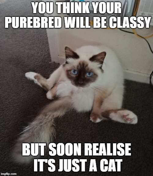 Classy Cat | YOU THINK YOUR PUREBRED WILL BE CLASSY; BUT SOON REALISE IT'S JUST A CAT | image tagged in cats,cat,funny cats | made w/ Imgflip meme maker
