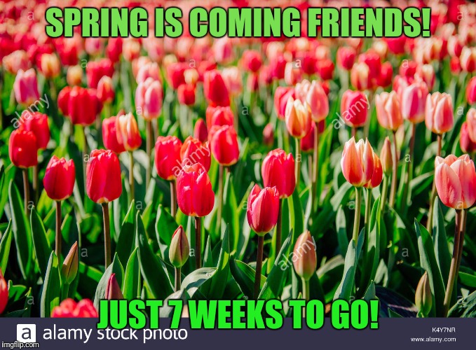 SPRING IS COMING FRIENDS! JUST 7 WEEKS TO GO! | image tagged in red tulips | made w/ Imgflip meme maker