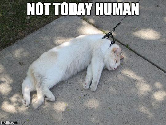 Lazy Cat | NOT TODAY HUMAN | image tagged in lazy cat | made w/ Imgflip meme maker