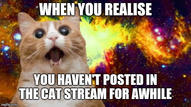 space cat | WHEN YOU REALISE; YOU HAVEN'T POSTED IN THE CAT STREAM FOR AWHILE | image tagged in space cat | made w/ Imgflip meme maker