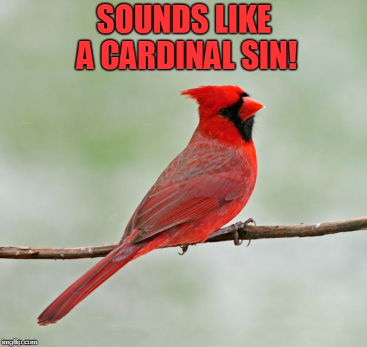 Critical Cardinal | SOUNDS LIKE A CARDINAL SIN! | image tagged in critical cardinal | made w/ Imgflip meme maker
