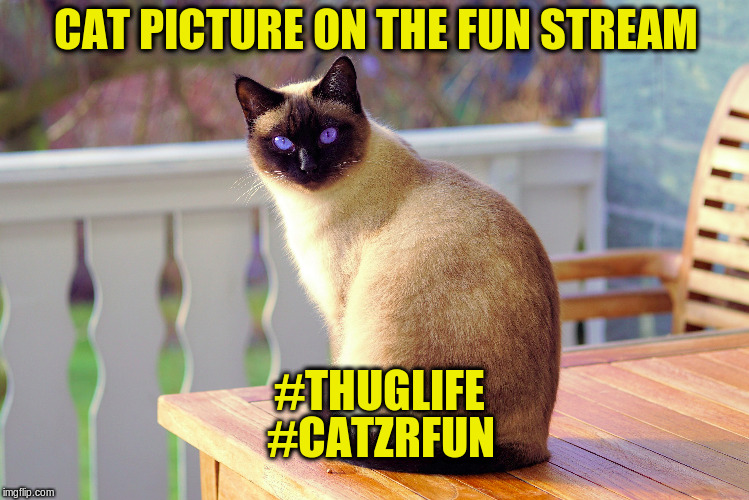 Meow | CAT PICTURE ON THE FUN STREAM; #THUGLIFE; #CATZRFUN | image tagged in memes,cats,thug life | made w/ Imgflip meme maker