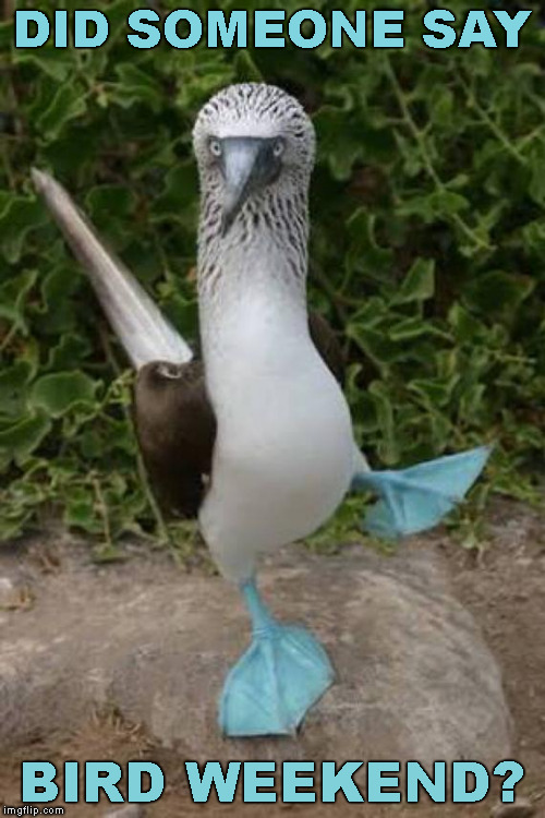 New Template - Contribution to Bird Weekend February 1-3, a moemeobro, Claybourne, and 1forpeace Event | DID SOMEONE SAY; BIRD WEEKEND? | image tagged in blue footed boobie dancing,memes,bird weekend | made w/ Imgflip meme maker