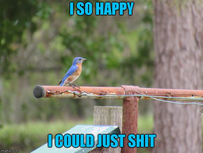 The little Blue Bird of Happiness loves Bird Weekend thiiiiiis much | I SO HAPPY; I COULD JUST SHIT | image tagged in bird weekend | made w/ Imgflip meme maker