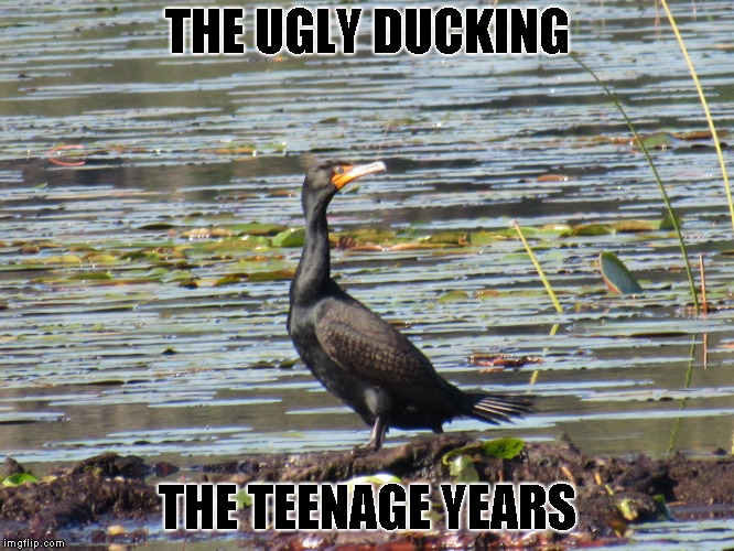 
Bird Weekend February 1-3, a moemeobro, Claybourne, and 1forpeace Event | THE UGLY DUCKING; THE TEENAGE YEARS | image tagged in bird weekend,ugly duckling | made w/ Imgflip meme maker