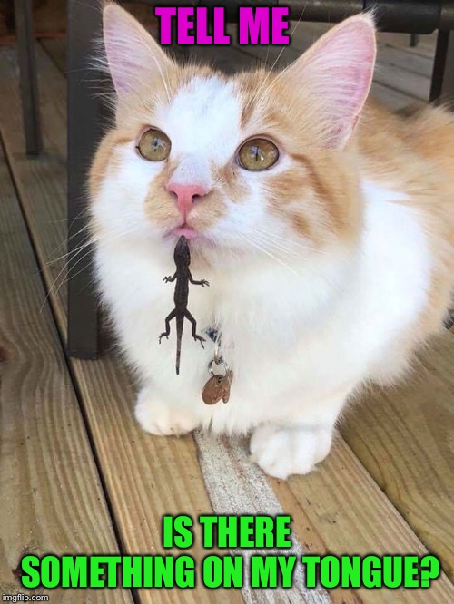 Lizard got your tongue? | TELL ME; IS THERE SOMETHING ON MY TONGUE? | image tagged in funny cats,lizard,cute cat,funny animals | made w/ Imgflip meme maker