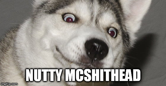 NUTTY MCSHITHEAD | image tagged in nutty,head,mcshithead,husky,funny,sonic derp | made w/ Imgflip meme maker