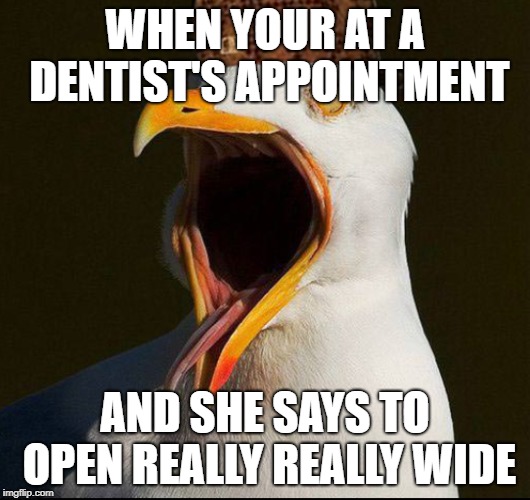 Bird Weekend February 1-3, a moemeobro, Claybourne, and 1forpeace Event! Say hi to crazy bird!! | WHEN YOUR AT A DENTIST'S APPOINTMENT; AND SHE SAYS TO OPEN REALLY REALLY WIDE | image tagged in birdweekend | made w/ Imgflip meme maker