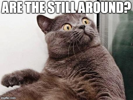 Surprised cat | ARE THE STILL AROUND? | image tagged in surprised cat | made w/ Imgflip meme maker