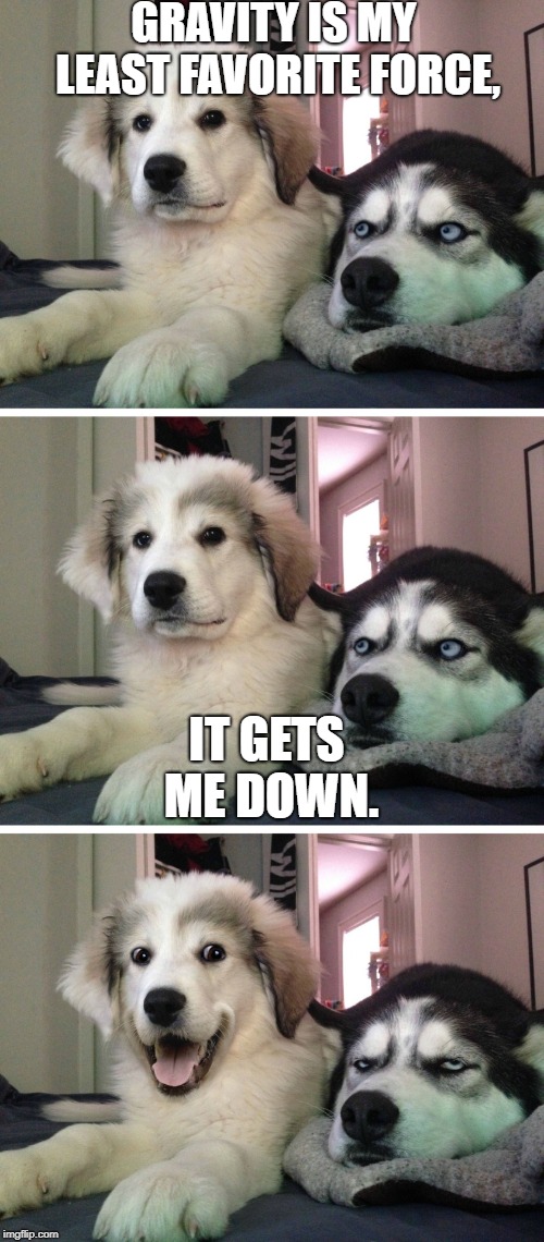 Bad pun dogs | GRAVITY IS MY LEAST FAVORITE FORCE, IT GETS ME DOWN. | image tagged in bad pun dogs | made w/ Imgflip meme maker