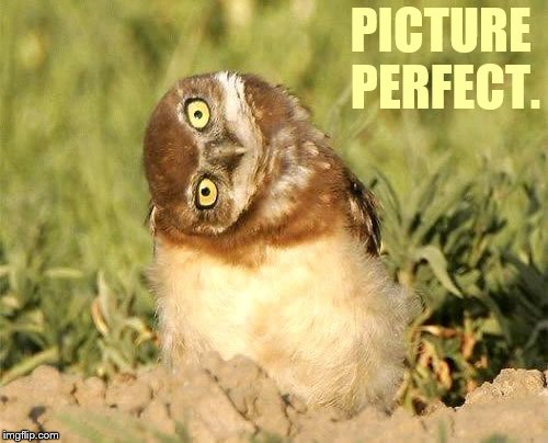 PICTURE PERFECT. | made w/ Imgflip meme maker