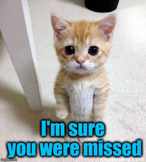 Cute Cat Meme | I'm sure you were missed | image tagged in memes,cute cat | made w/ Imgflip meme maker