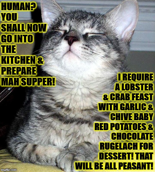 HUMAN? YOU SHALL NOW GO INTO THE KITCHEN & PREPARE MAH SUPPER! I REQUIRE A LOBSTER & CRAB FEAST WITH GARLIC & CHIVE BABY RED POTATOES & CHOCOLATE RUGELACH FOR DESSERT! THAT WILL BE ALL PEASANT! | image tagged in peasant human | made w/ Imgflip meme maker